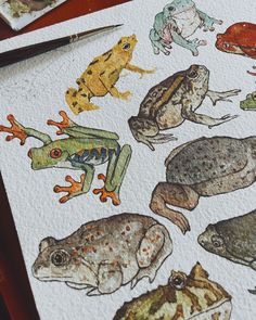 several different types of frogs sitting on top of a piece of paper