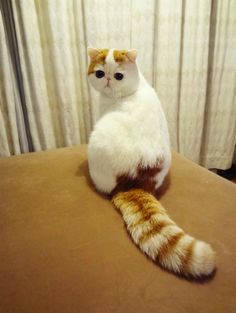 a white and orange cat sitting on top of a bed