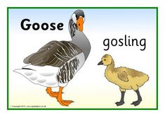 an image of a goose and duckling with the words gosling on it's side