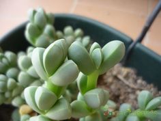 small green plants are growing in a pot