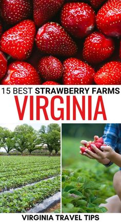 the best strawberry farms in virginia