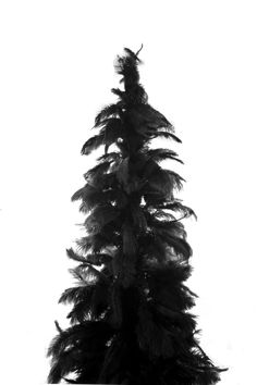 a black and white photo of a tree