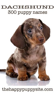 a small brown and black puppy sitting on top of a white floor next to a sign that says dachshund