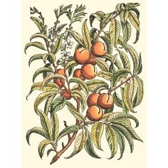 Peach Tree Branch Poster Print - Monceau Duhamel du-VARPDX39285D Image 1 Peach Tree, Peach Trees, Stock Paper, Fine Arts Posters, Tree Branch, Paper Stock, Tree Branches, Art Poster, Fine Art Print