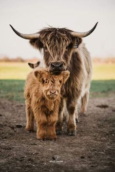 an adult yak standing next to a baby yak on a dirt ground in front of a grassy field