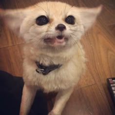 a small white cat with big eyes sitting on the floor next to a remote control