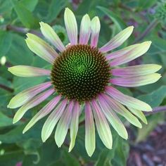 a purple and yellow flower with green leaves in the background