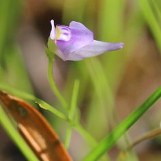 a small purple flower sitting on top of green grass