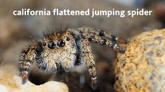 a close up of a spider on a rock with the caption california flattened jumping spider