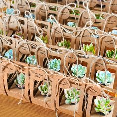 many small succulents are tied together with twine and burlap