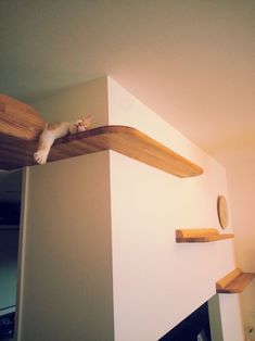 a cat sitting on top of a wooden shelf