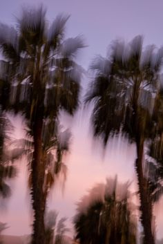 palm trees blowing in the wind at dusk