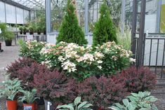 various plants and flowers are in the middle of a garden area with greenhouses behind them