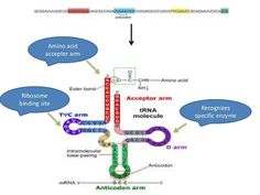 the structure of an animal cell