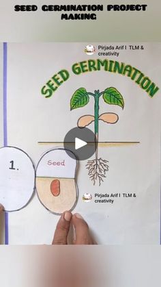 the seed germination project is shown in this screen grab - n - go video