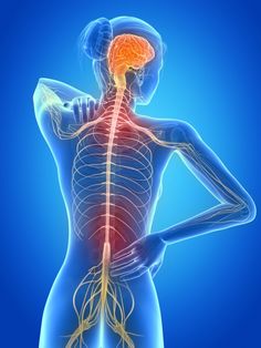 multiple sclerosis skeleton Autogenic Training, Ms Symptoms, Tissue Engineering, Piriformis Stretch, Piriformis Syndrome, Spinal Nerve, Sciatic Nerve Pain, Sciatica Pain