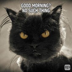 a black cat with the caption good morning? no such thing