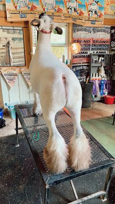 a large white dog standing on top of a metal platform in front of a store