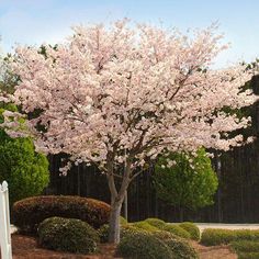 a tree with pink flowers is in the middle of a yard and bushes are around it