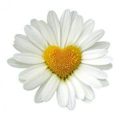 a white daisy with the words bloglovin's blog stop posted by mel's daisy patch