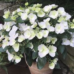 white flowers are in a pot on the ground