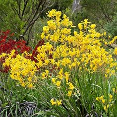 yellow and red flowers are growing in the grass next to some trees with green leaves