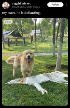 a dog standing next to a dead animal in the grass with its tongue hanging out