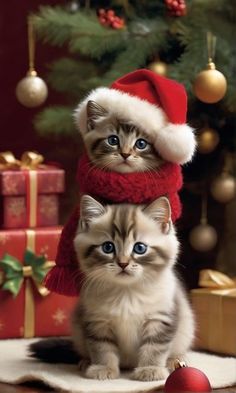 two kittens wearing santa hats and scarves in front of a christmas tree