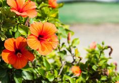 bright orange flowers blooming in the garden