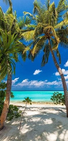 two palm trees on the beach with blue water