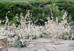 white flowers are blooming in the garden next to a wooden bench and stone walkway