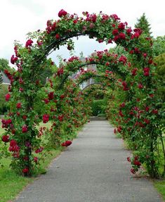 an arch covered in red roses on the side of a road next to a lush green field