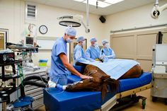 doctors performing surgery on a horse in an operating room with other medical personnel around it