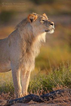 a lion standing on top of a dry grass covered field in front of a bush