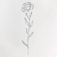 Radiant Carnation Tattoo Design Kit Carnation Tattoo Shoulder, Carnation Flower Tattoo Fine Line, Carnation Tattoo Stencil, Marigold Flower Tattoo Small, Carnation Outline, Simple Carnation Tattoo, Carnation Tattoo Design, Carnation Flower Tattoo Design, Fine Line Tattoo Flower