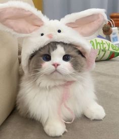 a grey and white cat wearing a bunny hat on top of it's head