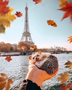 someone holding a hedge in front of the eiffel tower with autumn leaves flying around