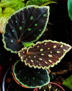 two green and brown leaves on top of each other in a planter next to plants