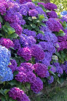 many purple and blue flowers in a garden