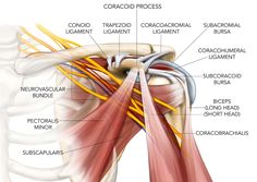 the muscles are labeled in this diagram