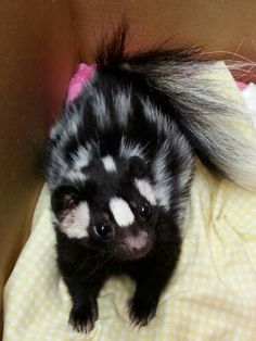 a small black and white animal sitting on top of a blanket