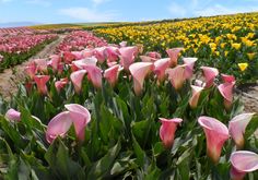 a field full of pink and yellow flowers