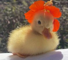 a small duck with an orange flower on its head