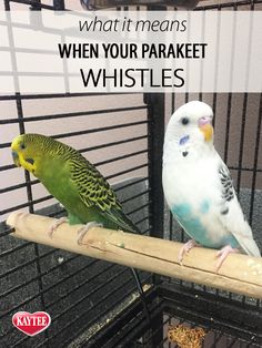 two parakeets sitting on top of a wooden perch with text overlay that reads, what it means when your parakeet whistles