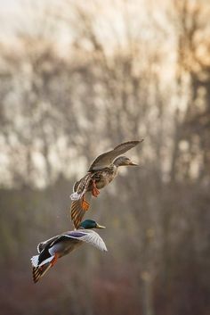 two ducks flying in the air with trees in the background