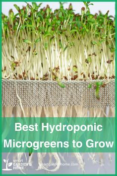 the best hydroponic microgreens to grow in your garden and how they can help