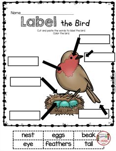 a bird's nest with labels for label the bird