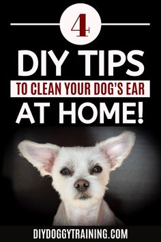 a dog with the words diy tips to clean your dog's ear at home