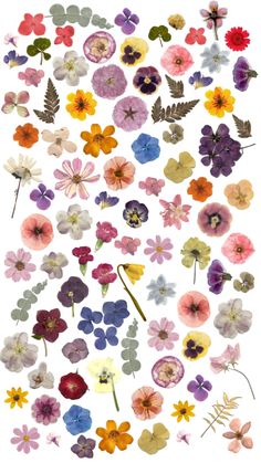 an assortment of colorful flowers on a white background