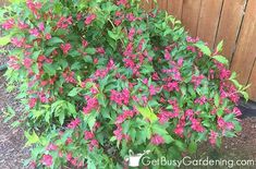 pink flowers are blooming in the garden next to a wooden fence and shrubbery